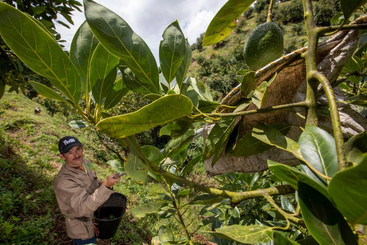 Esta época de pandemia potenció la fruta y ganó más relevancia para el consumidor por sus propiedades benéficas para la salud. Foto: Edwin Bustamante