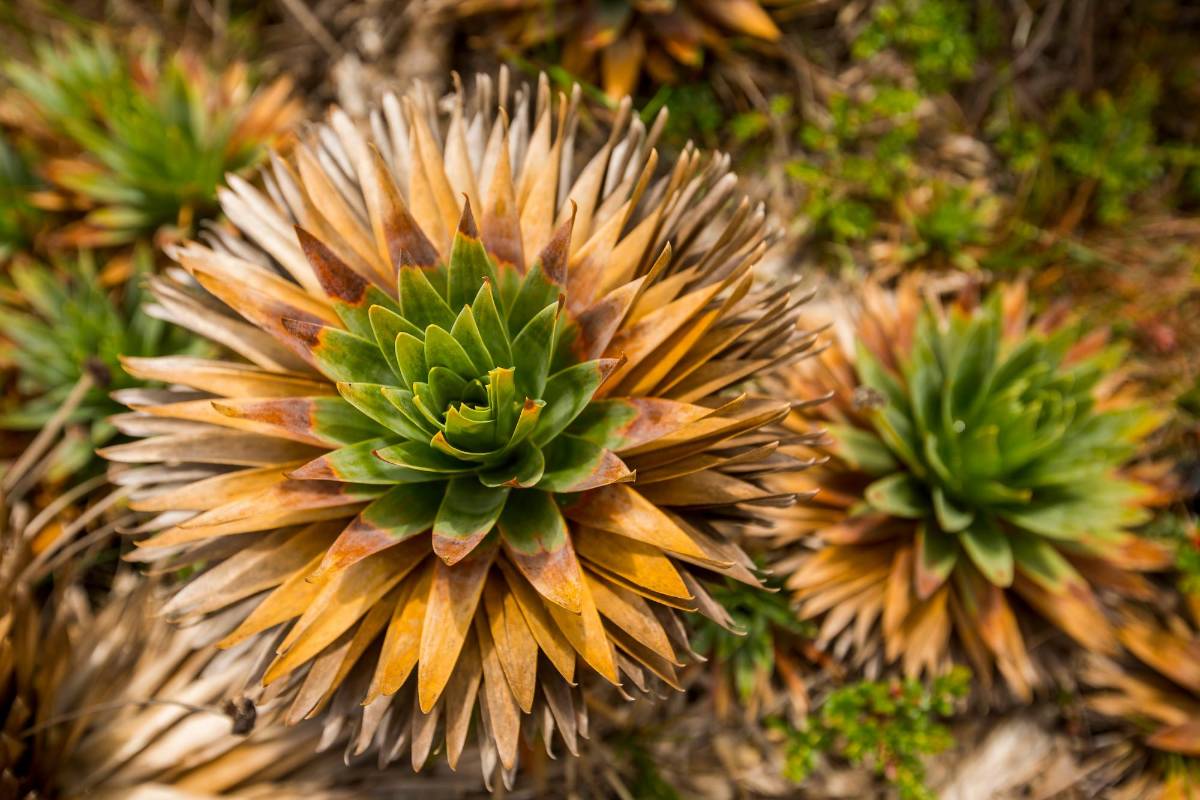 El páramo Las Baldías esta ubicado a una altitud entre 2.900 y 3.100 m.s.n.m. y es un punto estratégico entre los municipios de Bello, Medellín, San Pedro y San Jerónimo. Foto: Carlos Velásquez