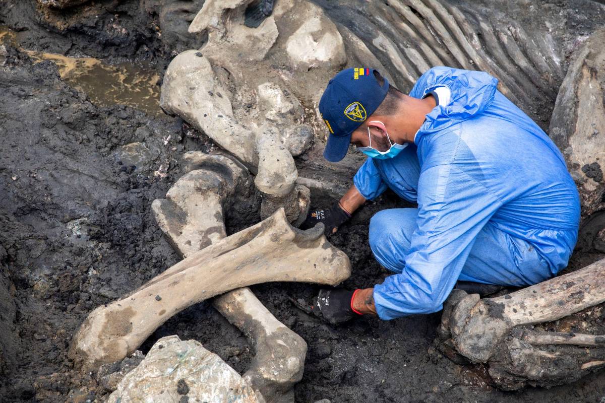 Los ejercicios de exhumación de cadáveres de animales son comunes, periódicos de hecho, dentro del estudios de veterinaria y forenses. FOTOS EDWIN BUSTAMANTE