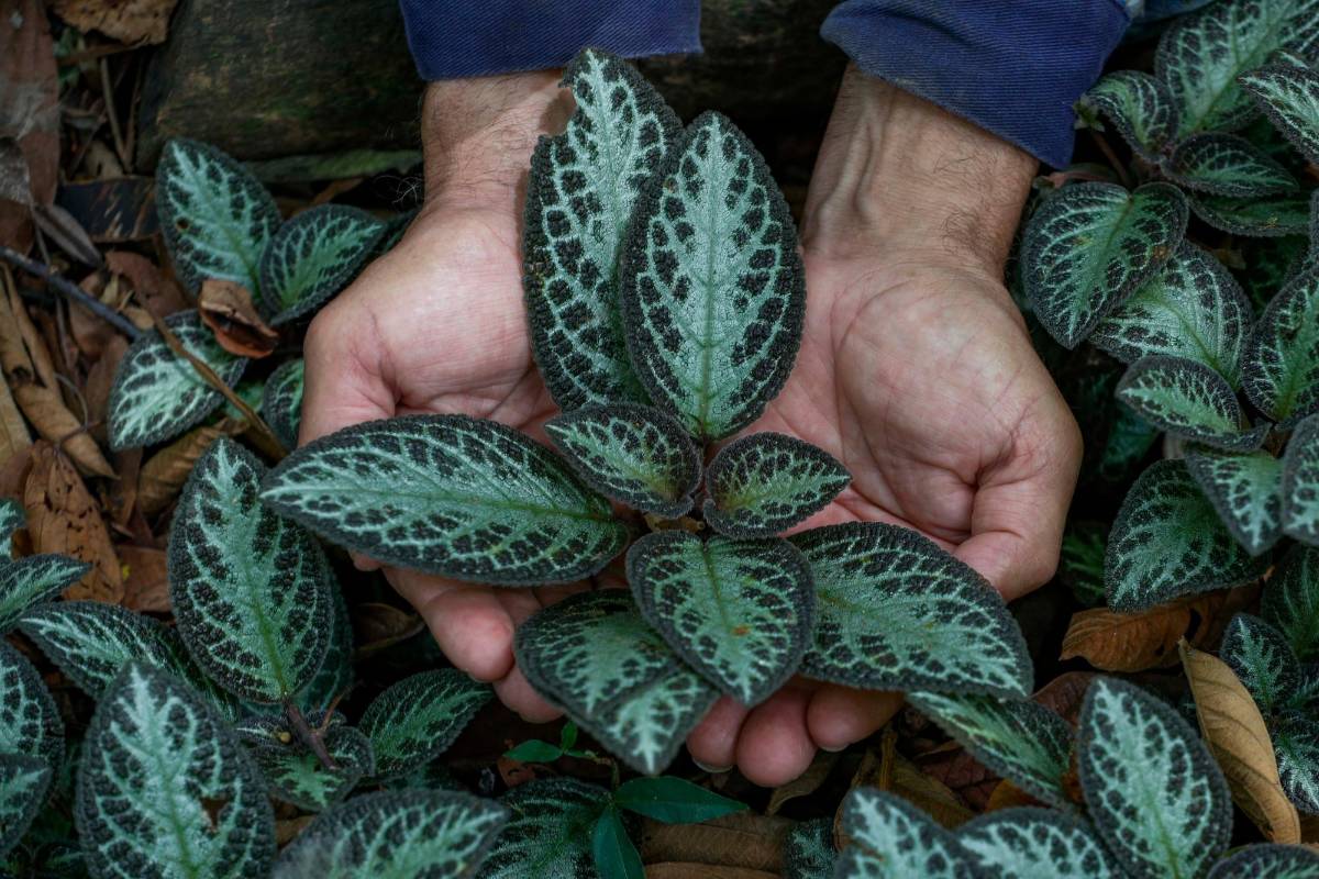 La planta que más disfruta Jaime Alberto es la Gesmeraceae Epsicia. Foto: Manuel Saldarriaga Quintero.