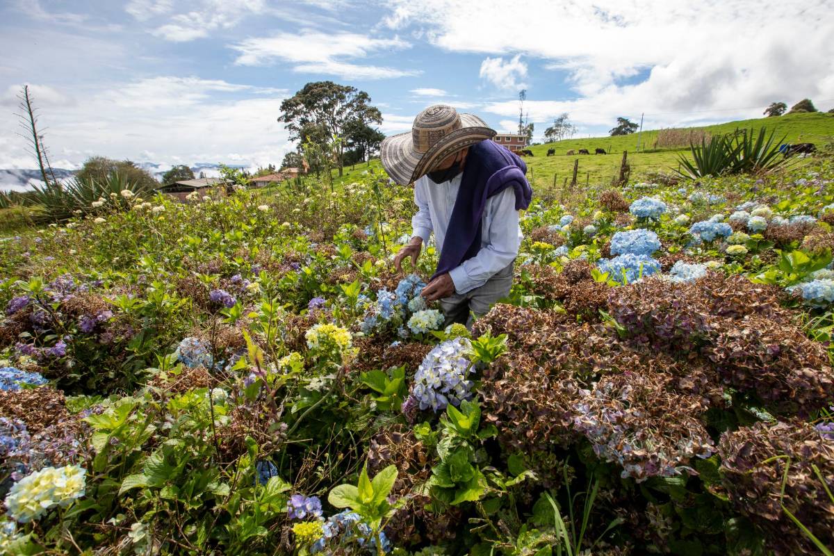 Don Fidel Grajales es productor de flores y el pasado 6 de mayo se vio afectado por la granizada que cayó en el corregimiento de Santa Elena. Foto: Edwin Bustamante