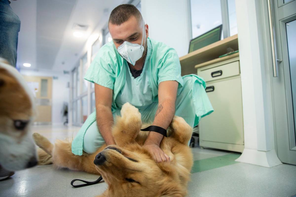 Los perros recorrieron el hospital dejando sonrisas a su paso. Esta actividad se repetirá semanalmente. Foto: Carlos Velásquez