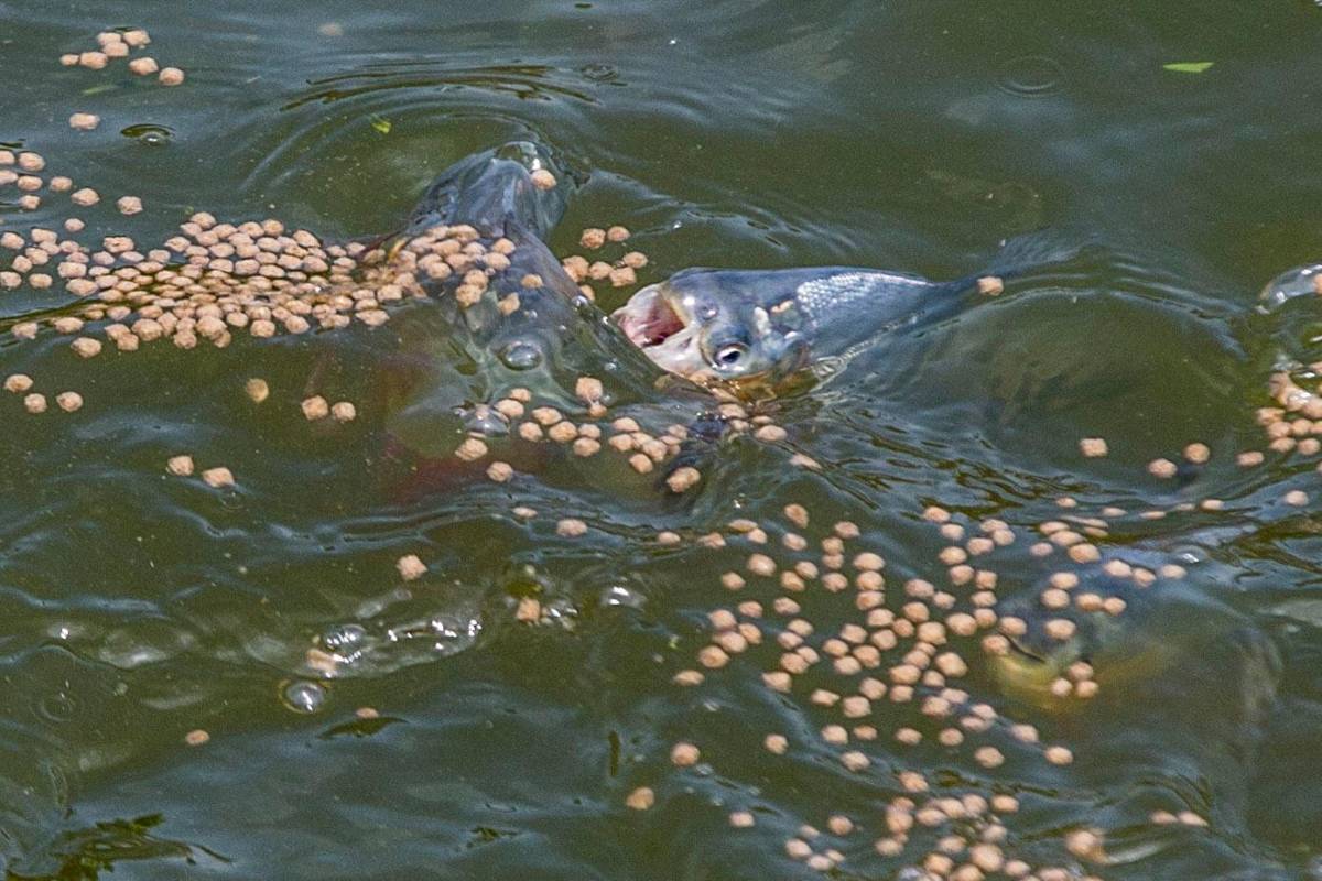 Titan Fish, junto a otras 499 micro empresas, han sido acompañadas en los últimos tres años por Avancemos Bajo Cauca, una alianza entre Usaid, Comfama, Mineros e Interactuar. Foto: Julio César Herrera