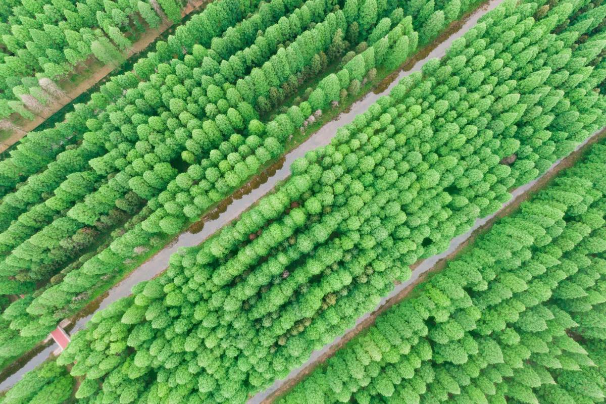 El lugar también es conocido como Parque Forestal Nacional del Mar Amarillo en la ciudad de Dongtai, China. 