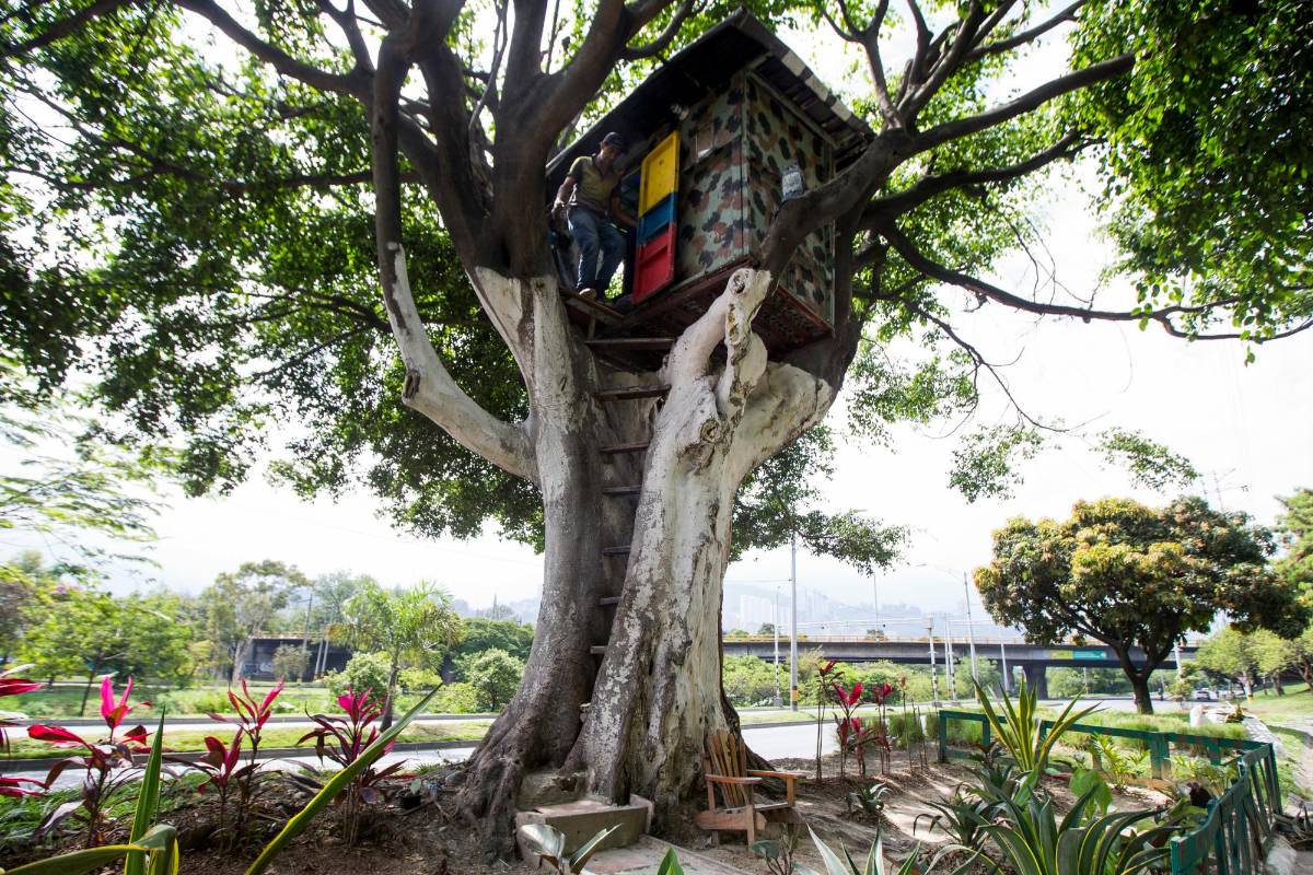 La casa en el árbol estaba construida a más de 8 metros de altura, sobre unos gruesos tallos sobre los que instaló un habitáculo de aproximadamente 3 metros de largo por 2 de ancho. Foto: Julio Herrera 