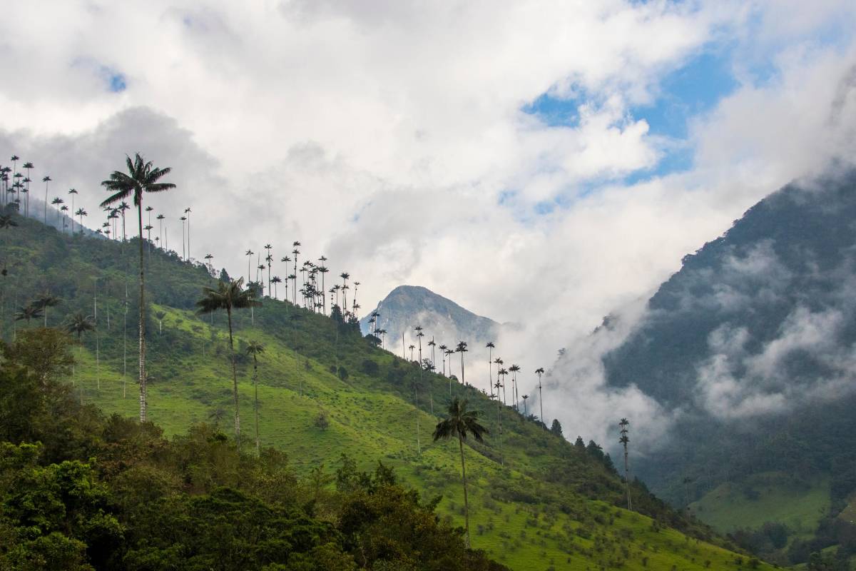En todo el mundo se están haciendo campañas para recuperar los bosques, la tierra, los animales y millones de especies marinas que siguen siendo atacadas por el ser humano. FOTO CARLOS VELÁSQUEZ