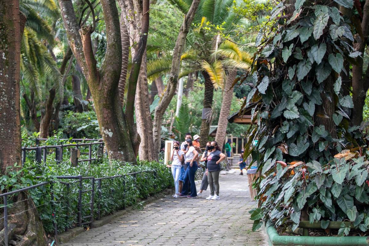 El Parque de la Conservación, aparte de ser hogar de animales, tiene mas de 500 especies de árboles y arbustos. Foto: Edwin Bustamante