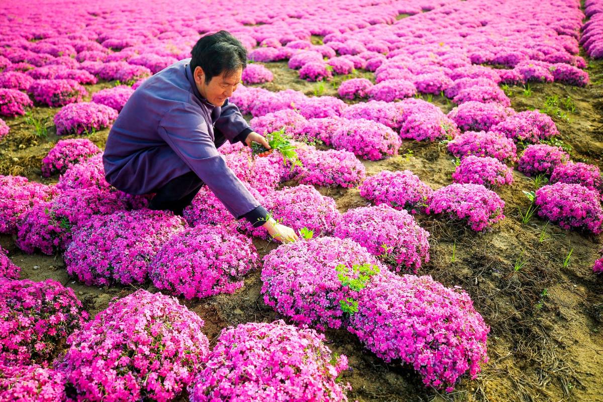 Los cerezos son la flor nacional de Japón pero también florean en muchos países de asiáticos. Foto: Getty
