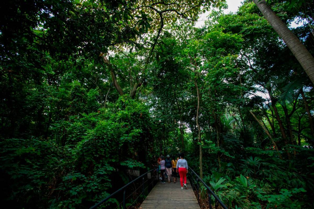 La invitación es para que el público, manteniendo todas las medidas de bioseguridad, regresen a recorrer las zonas verdes que ofrece este pulmón verde de Medellín. Foto Edwin Bustamante