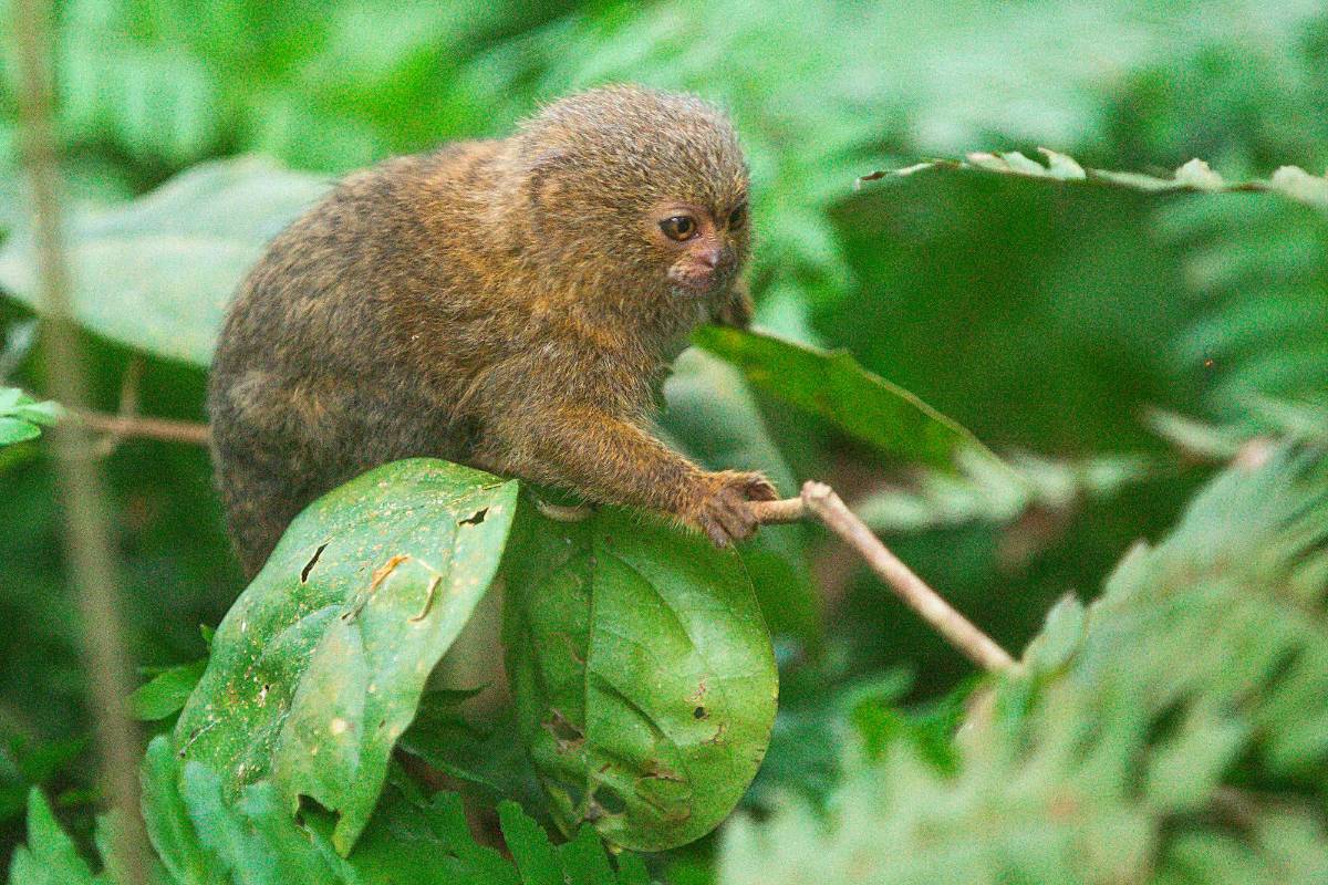 El tití pigmeo, uno de los monos más pequeños que existe y que comúnmente habitan la selva amazónica del noroeste de Brasil, Colombia, Ecuador y Perú, también se puede observar en el recorrido. Foto: Esneyder Gutiérrez