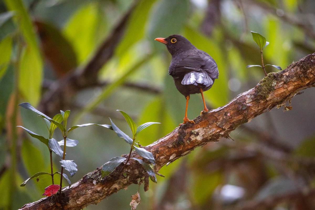 Mirla patiamarillo (Turdus fuscater) Foto : Edwin Bustamante