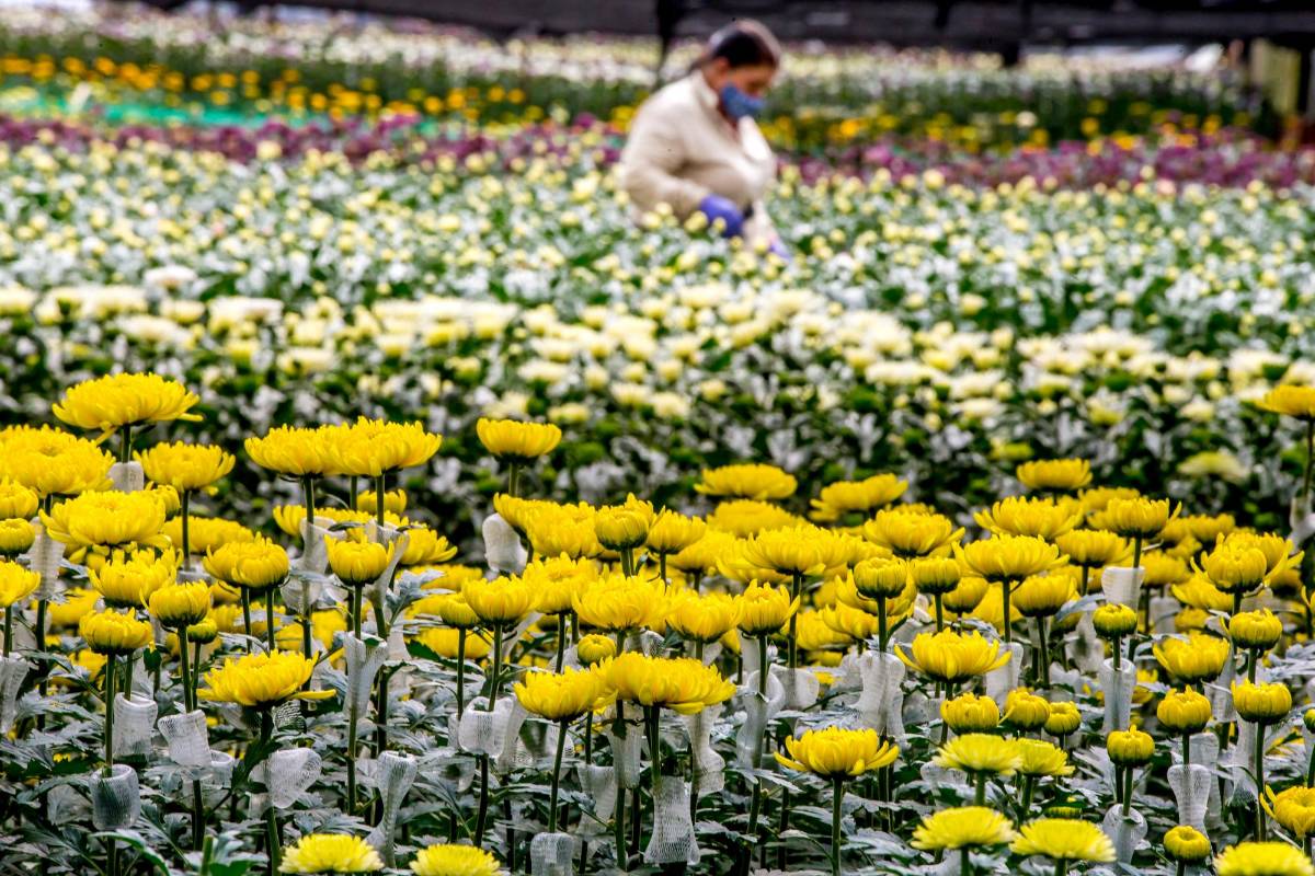 Este día es uno de los picos más altos en venta que tienen los floricultores y para poder exportar tuvieron que cumplir las exigentes medidas de bioseguridad establecidas por pandemia. Foto Juan Antonio Sánchez Ocampo Foto Juan Antonio Sánchez Ocampo