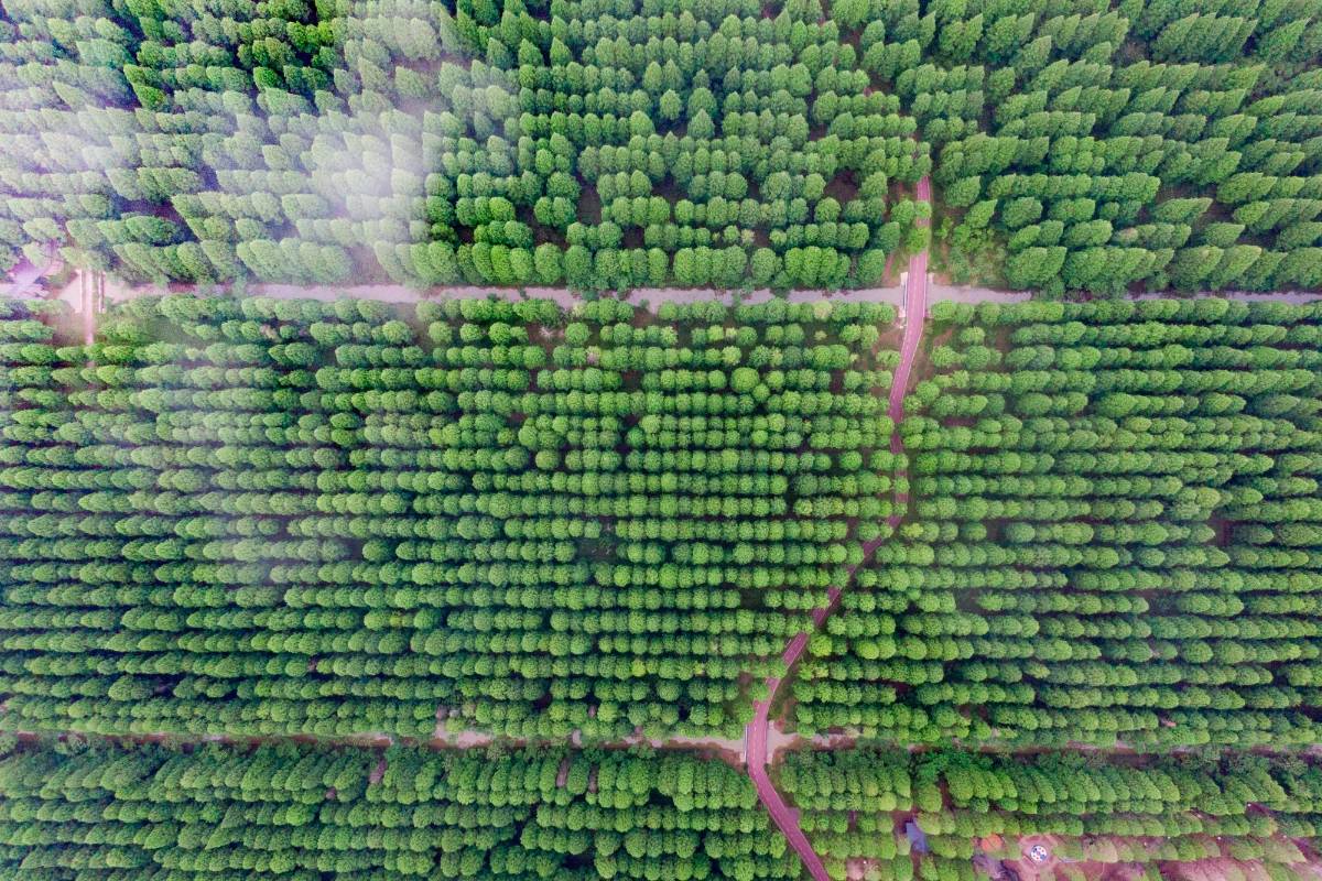 El bosque de Huanghai fue planeado y creado para ser convertirse en un parque nacional. Foto: Getty
