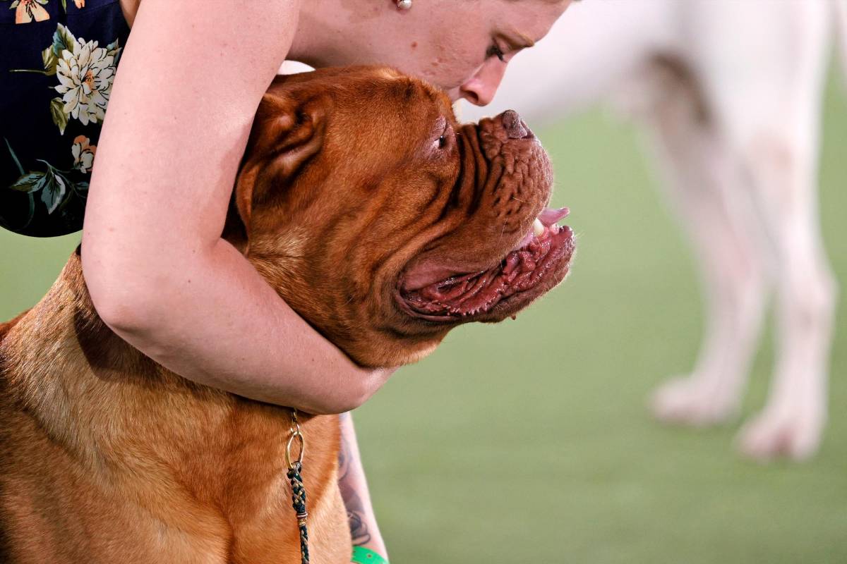 Un ejemplar de la raza Dogo de Burdeos es presentado por sus expositores en la competencia. Foto: Getty Images