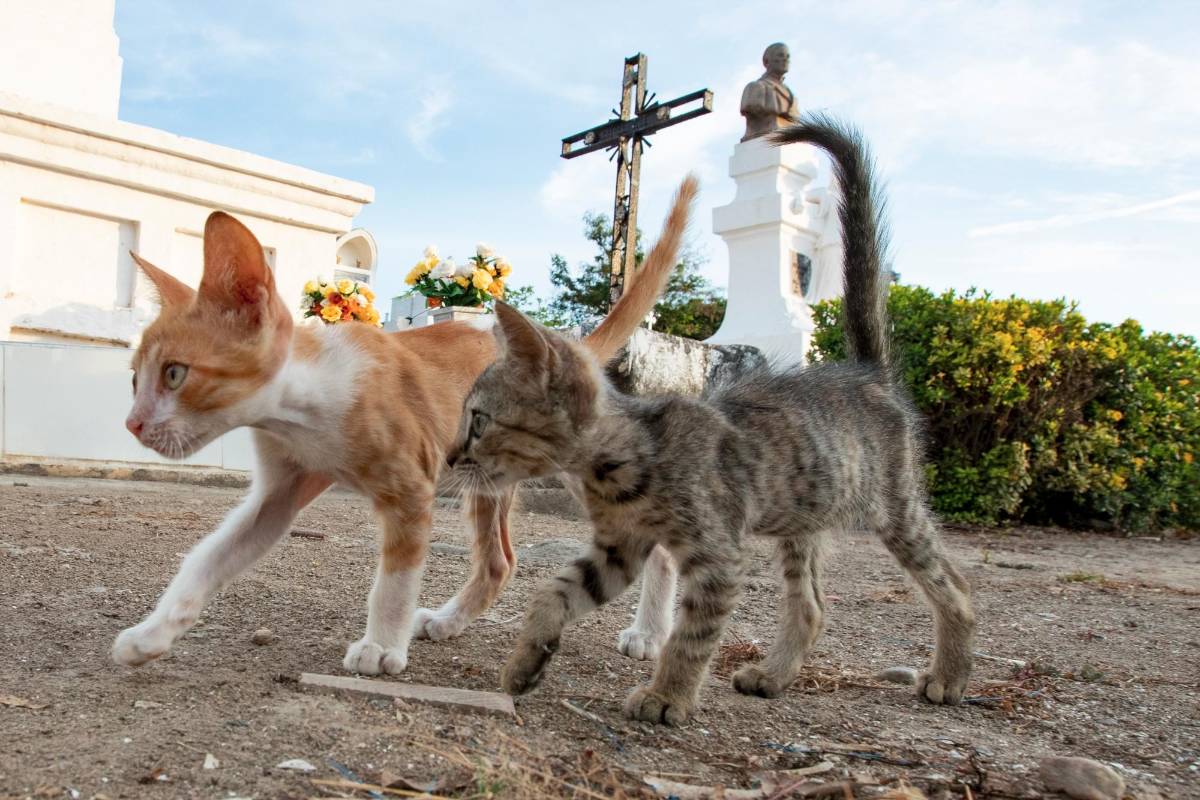 Gatos recién nacidos deambulan por el cementerio. FOTO: Jaime Pérez