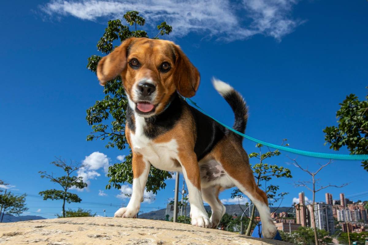 Los centros de bienestar animal, como La Perla, promueven jornadas de adopción para una tenencia responsable de las mascotas. Foto: Edwin Bustamante