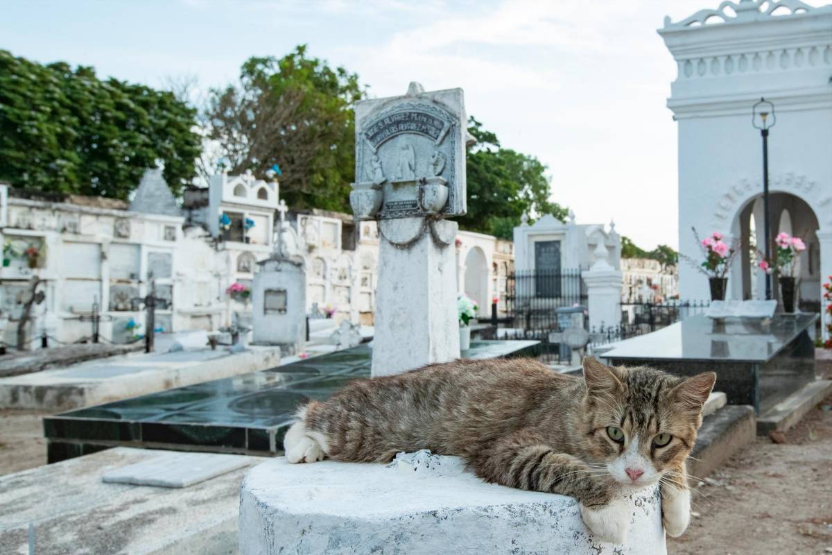 Cualquier lugar del cementerio se encuentran un gato. FOTO: Jaime Pérez