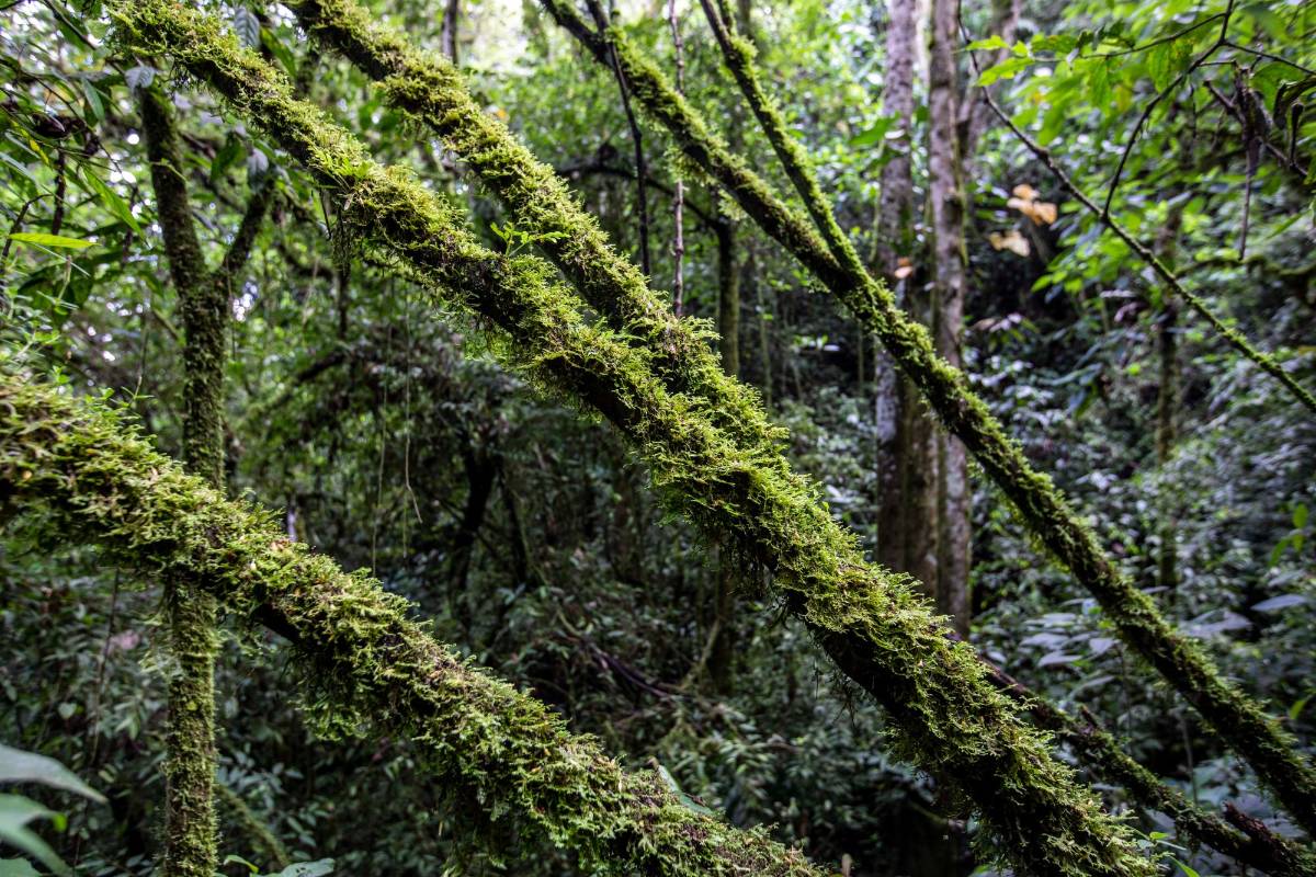 El Romeral es una cadena montañosa que conecta a La Estrella con municipios como Heliconia y Angelópolis. Foto : Edwin Bustamante