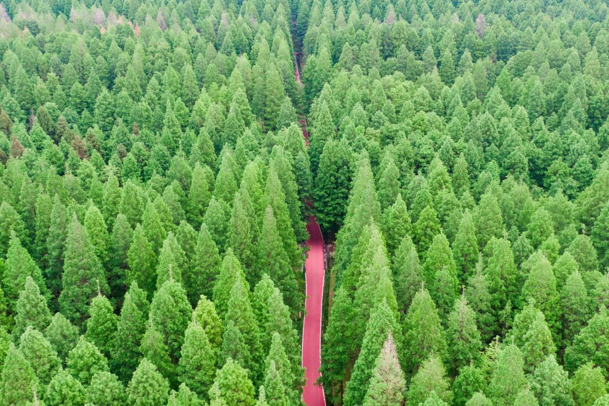 El personal del parque nacional recomienda a los visitantes alquilar un coche eléctrico en el lugar ya que por su extensión es difícil recorrerlo a pie. Foto Getty