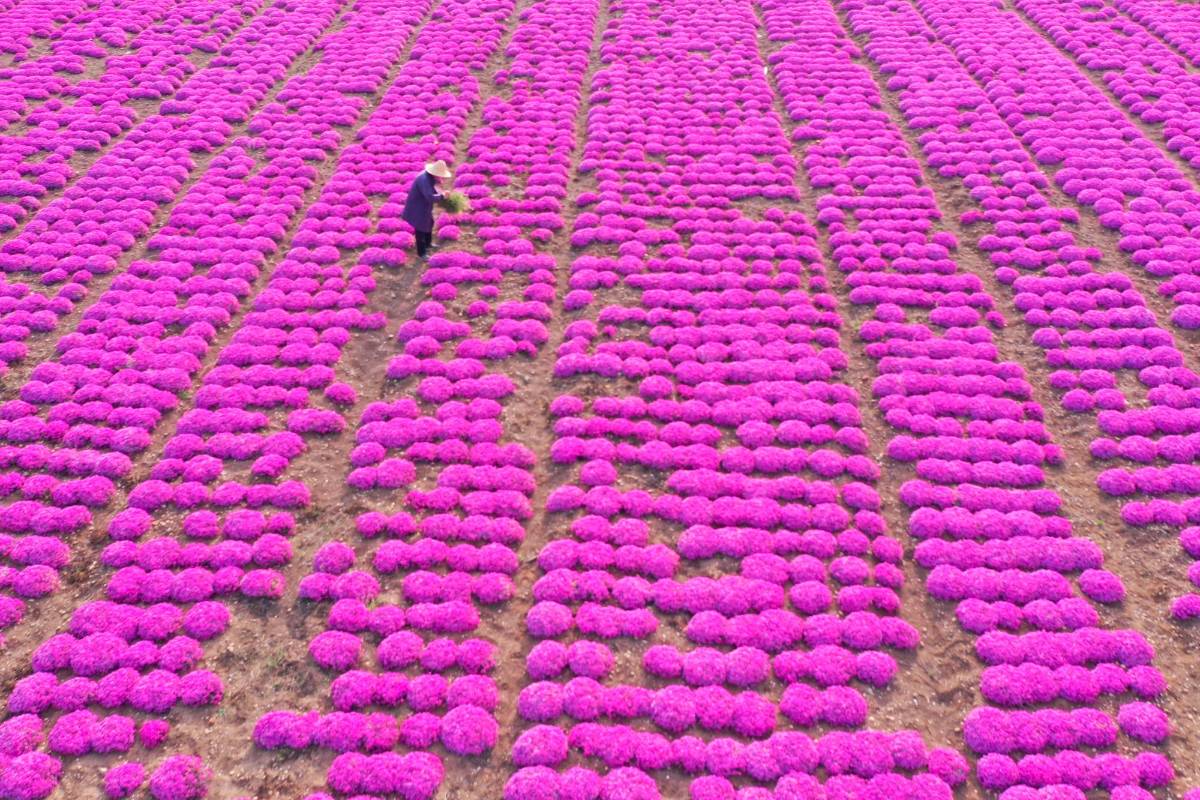 Según las tradiciones de este país, las flores de los cerezos se asocian con distintos significados, como la belleza y la sexualidad femenina, fuerza y poder. Foto: Getty
