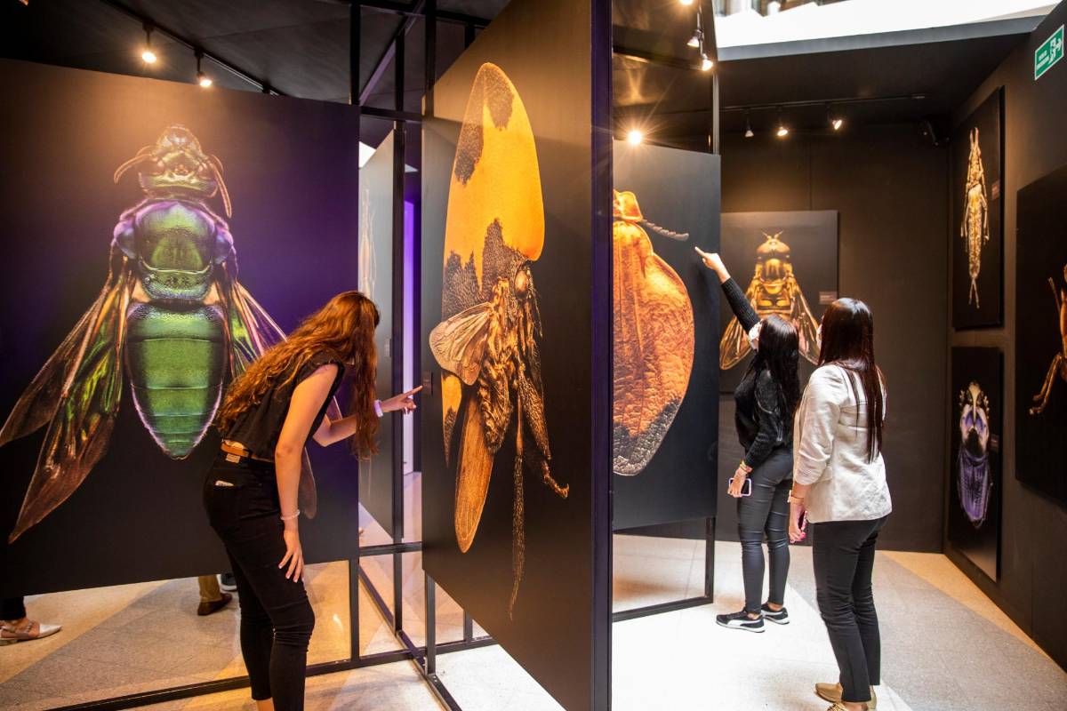 30 especies fotografiadas están exhibidas en este centro comercial ubicado en el municipio de Bello. Foto: Carlos Velásquez