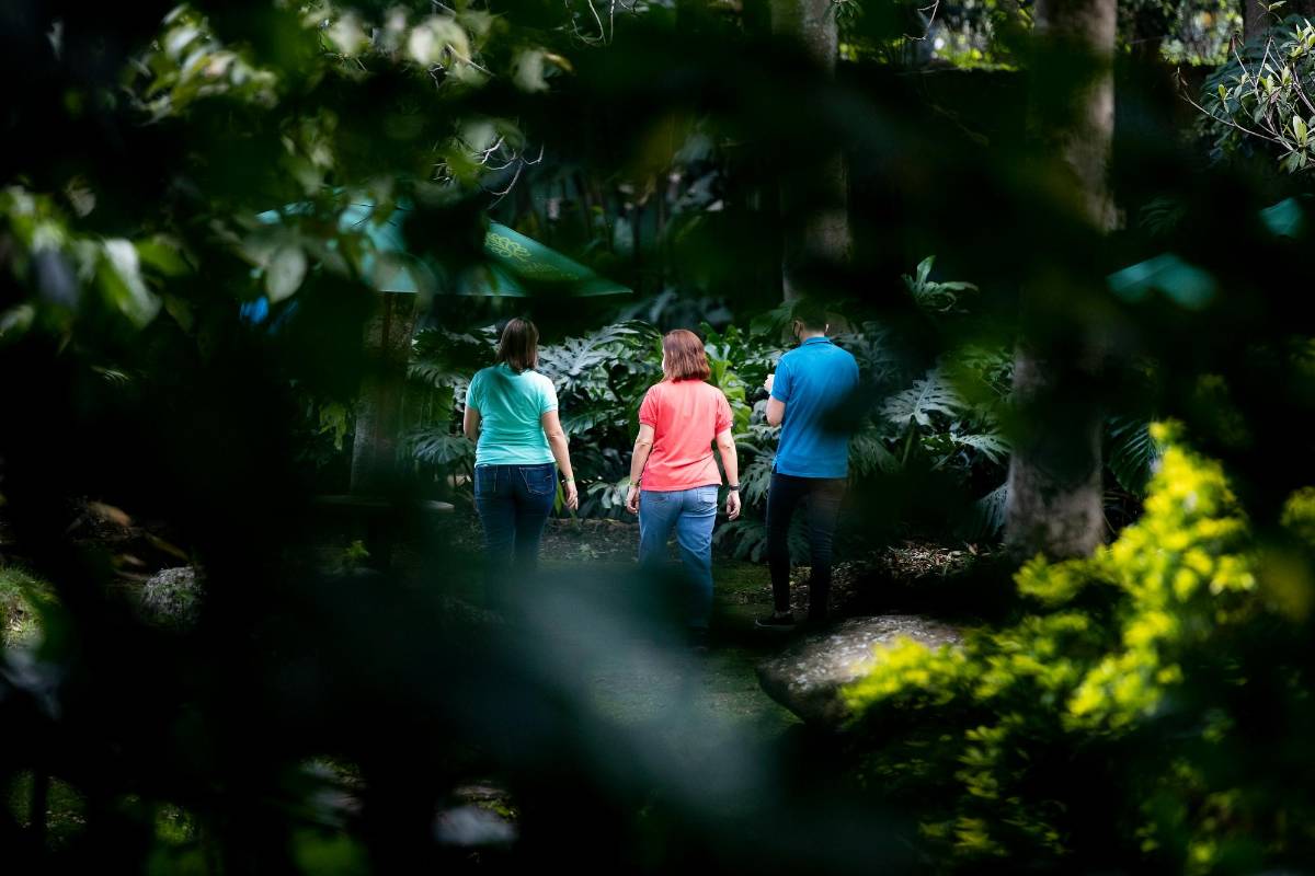 El jardín botánico tiene una extensión de 13,2 hectáreas y más 100 años de historia, primero como Jardín del Edén, luego como el Bosque y desde 1972 como Jardín Botánico. Foto Jaime Pérez