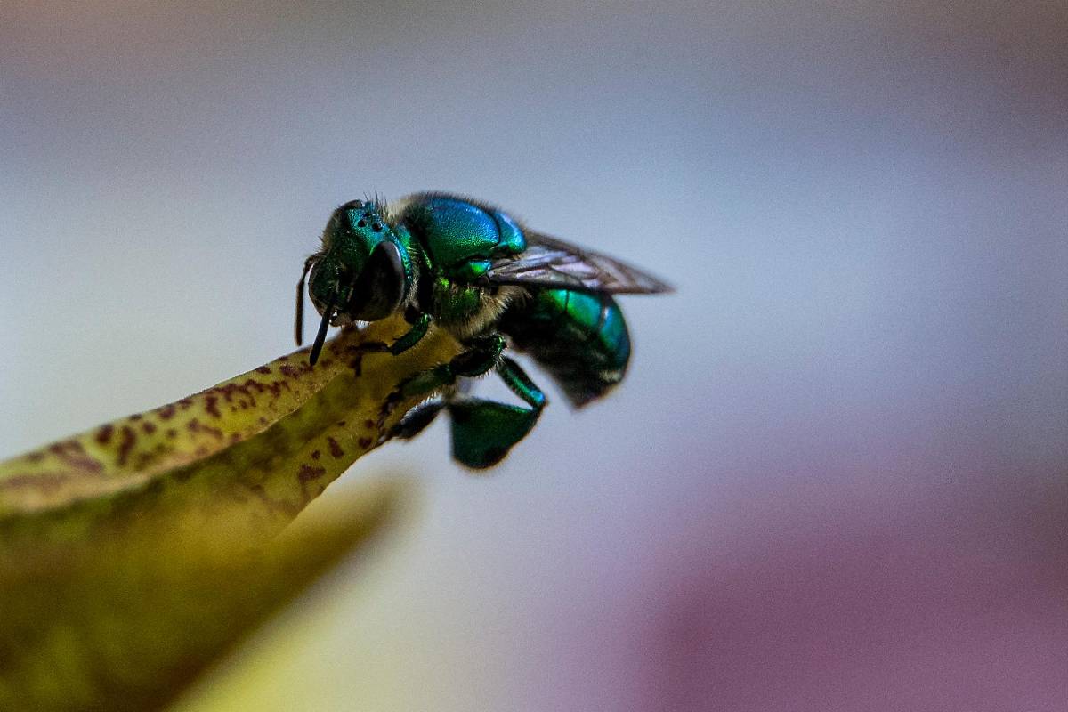 Según La ONU el 75% de los cultivos alimentarios y el 35% de las tierras agrícolas dependen en cierta medida de la polinización que hacen las abejas Foto: Julio César Herrera