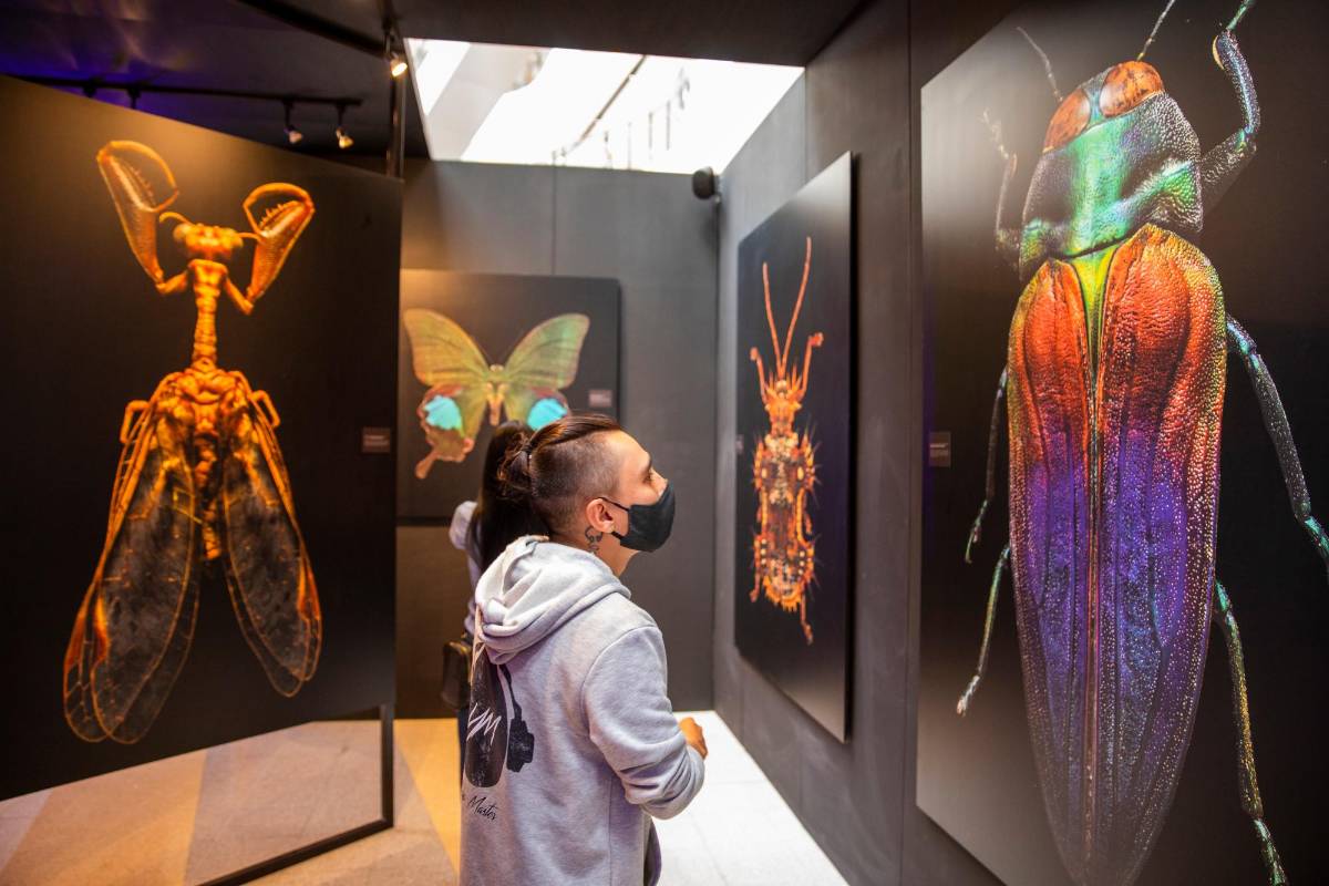Es un trabajo de mucha paciencia: tres semanas se demora el fotógrafo para realizar una sola foto de cualquier insecto. Foto: Carlos Velásquez