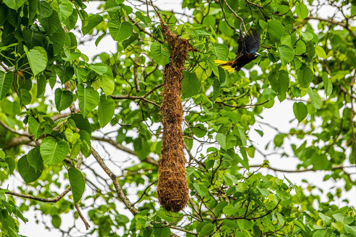 Estas aves coloridas son conocidas como mochileros por la forma en que tejen su nido. Foto: Carlos Velásquez
