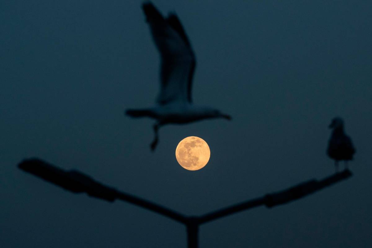¿Por qué se llama superluna? El fenómeno de superluna se produce cuando la distancia entre la Tierra y la Luna es “mínima” y nuestro satélite se encuentra en fase de luna llena. Foto EFE