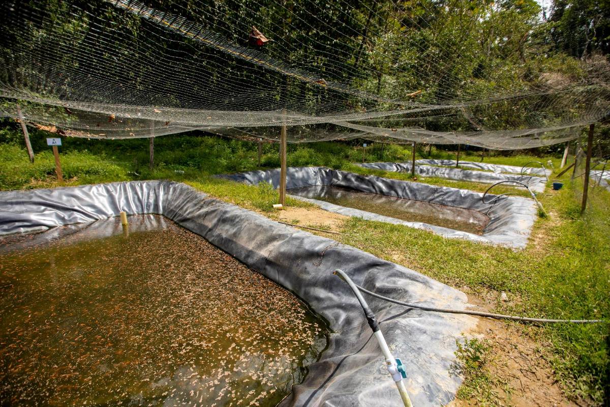 En cuatro de ellos se siembran los alevinos (las crías recién nacidas de los peces), que traen desde Planeta Rica, Córdoba. Según Tavera, cada 15 días pueden sembrar hasta 6.500 crías de tilapia roja, yamú y cachama. Foto : Camilo Suárez