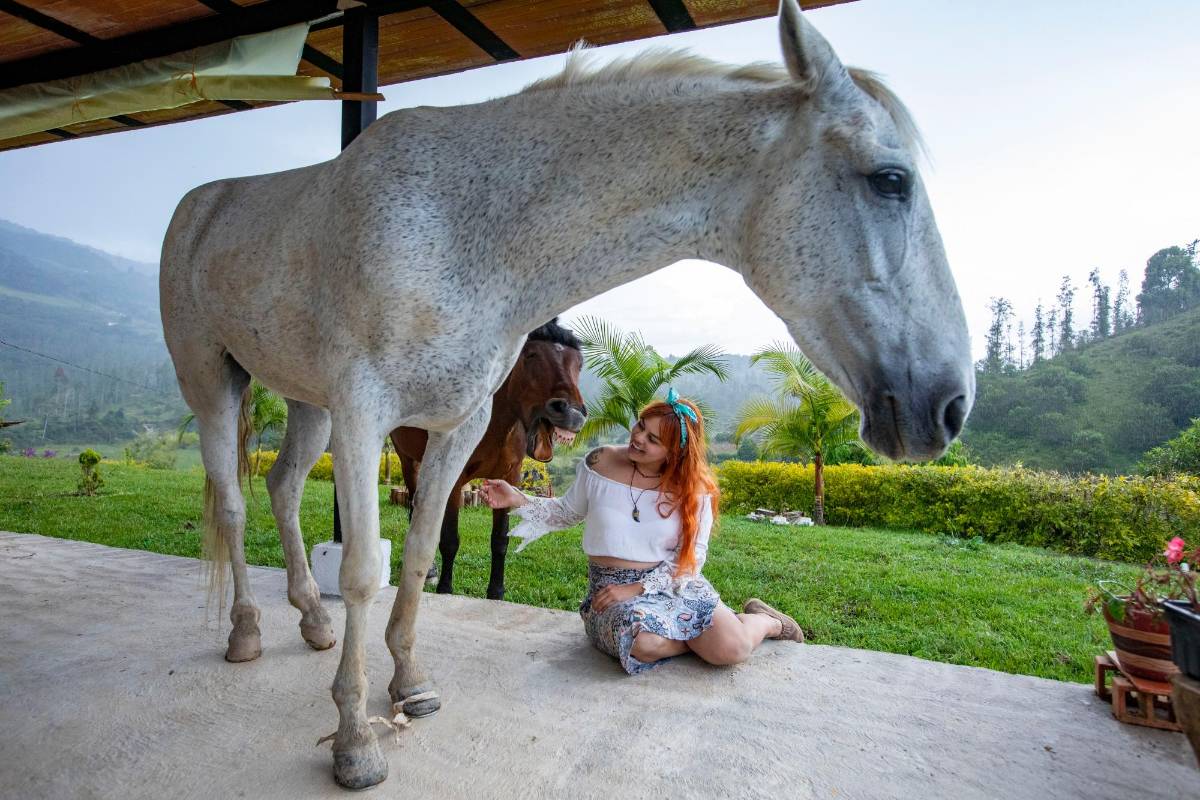 De las calles al paraíso. Así es la historia de Máximo y Doris, dos equinos que hace más de dos años dejaron de ser bestias de carga Foto: Edwin Bustamante