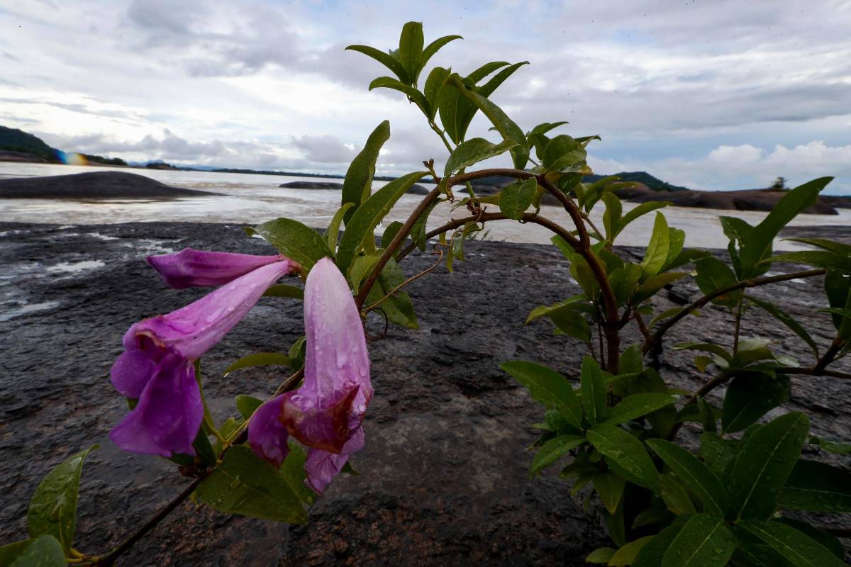 La diversidad de fauna y flora nativa lo destaca como destino turístico en Colombia. Foto: Manuel Saldarriaga Quintero