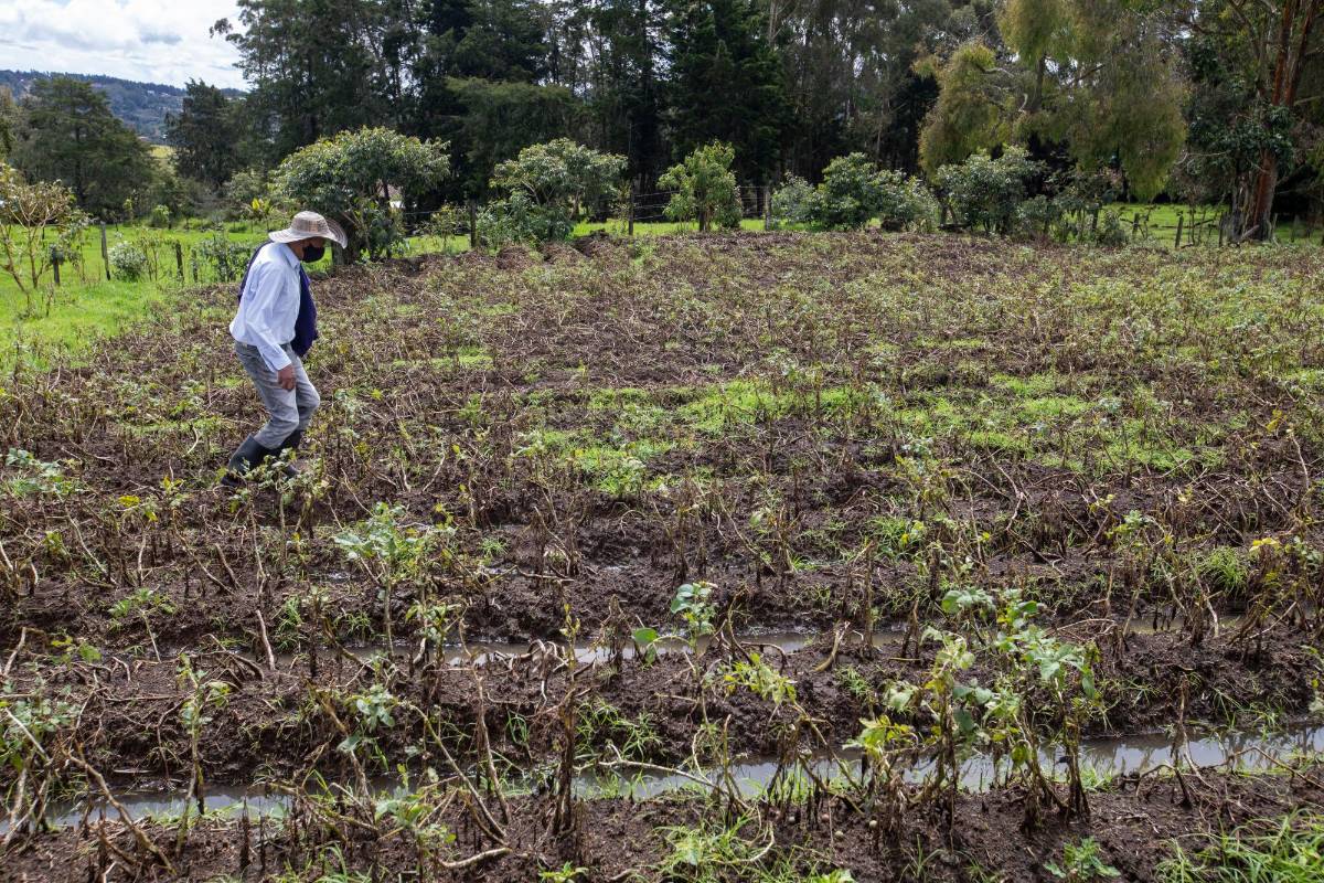 Son 211 familias afectadas, compuestas por 780 personas. Foto: Edwin Bustamante