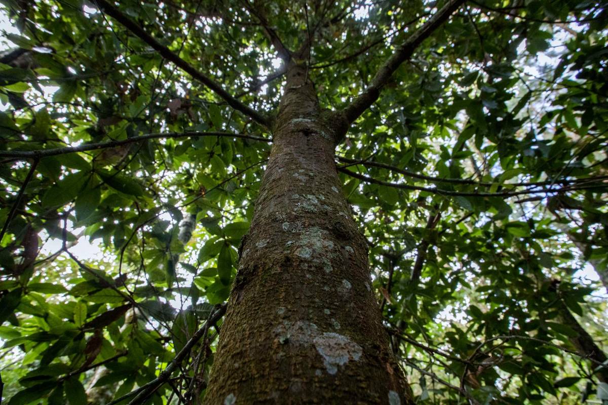 También dentro de los objetivos está conservación y restauración de terrenos ubicados en suelos de protección. Foto: Manuel Saldarriaga Quintero.