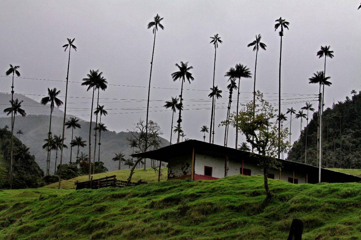 El valle de Cocora es un paisaje natural localizado en la cordillera central de los Andes colombianos, específicamente en el departamento del Quindío. Foto : Henry Agudelo