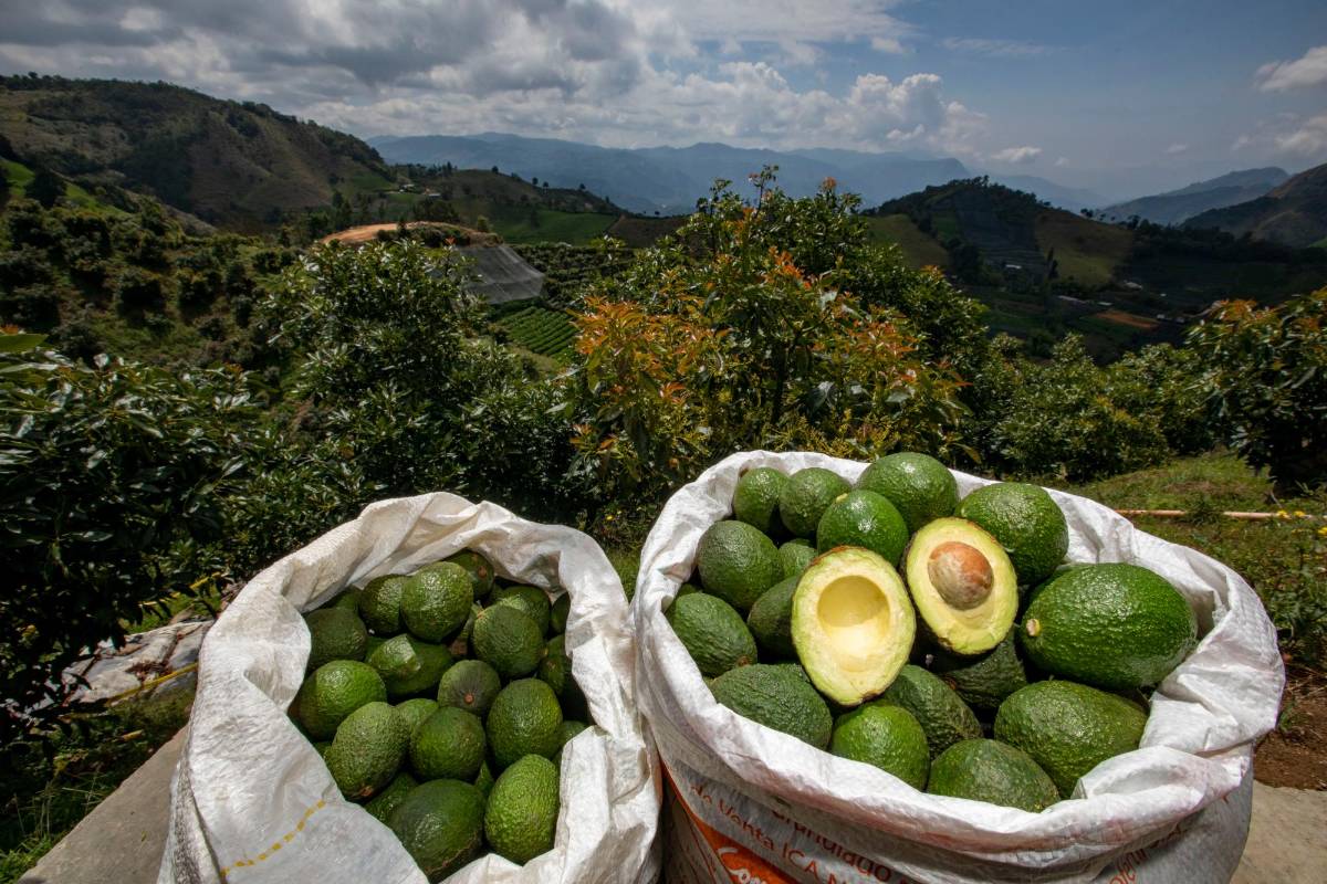 “Tenemos un aguacate de muy alta calidad, pero el mercado internacional nos exige mucho”: Juan Camilo Ruiz, productor de aguacate. Foto: Edwin Bustamante