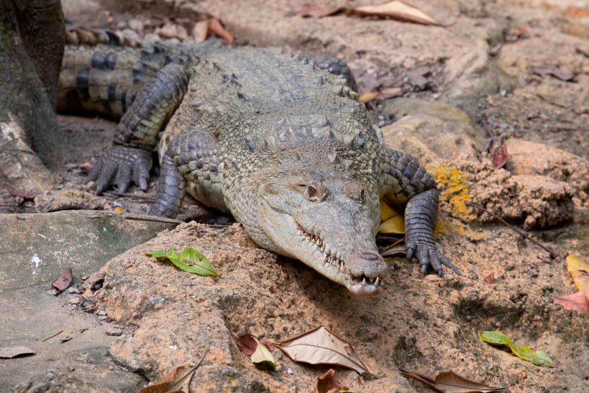 El recorrido se debe realizar caminando debido a que los lugares donde se albergan los animales de esta zona, cuentan con condiciones muy similares a las que naturalmente frecuentan. Foto: Esneyder Gutiérrez