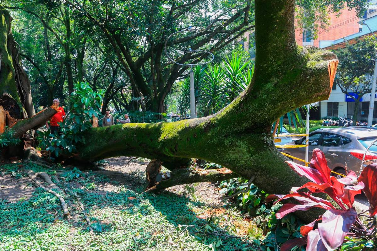 La existencia de un árbol trae un riesgo inherente de caída, la única forma de minimizarlo es brindarle los mejores cuidados. Foto Esneyder Gutiérrez