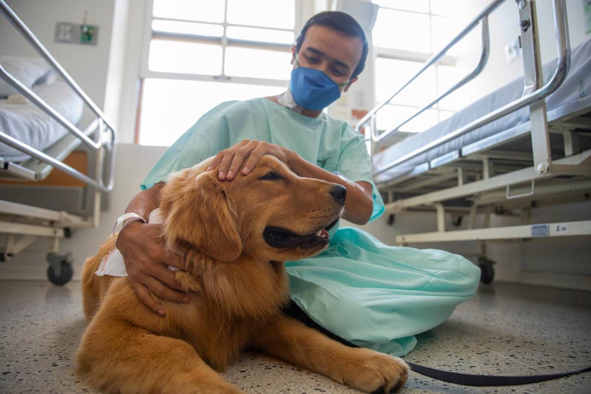 Primero se beneficiará el personal médico, agotado por la pandemia, y luego pacientes que recibirán acompañamiento y terapia de estos amigos de cuatro patas. Foto: Carlos Velásquez