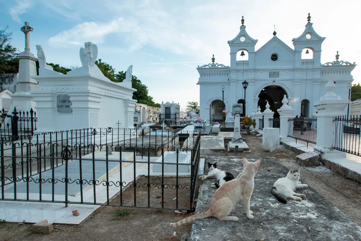 Los gatos eligieron el cementerio Municipal como su lugar de residencia. FOTO. Jaime Pérez