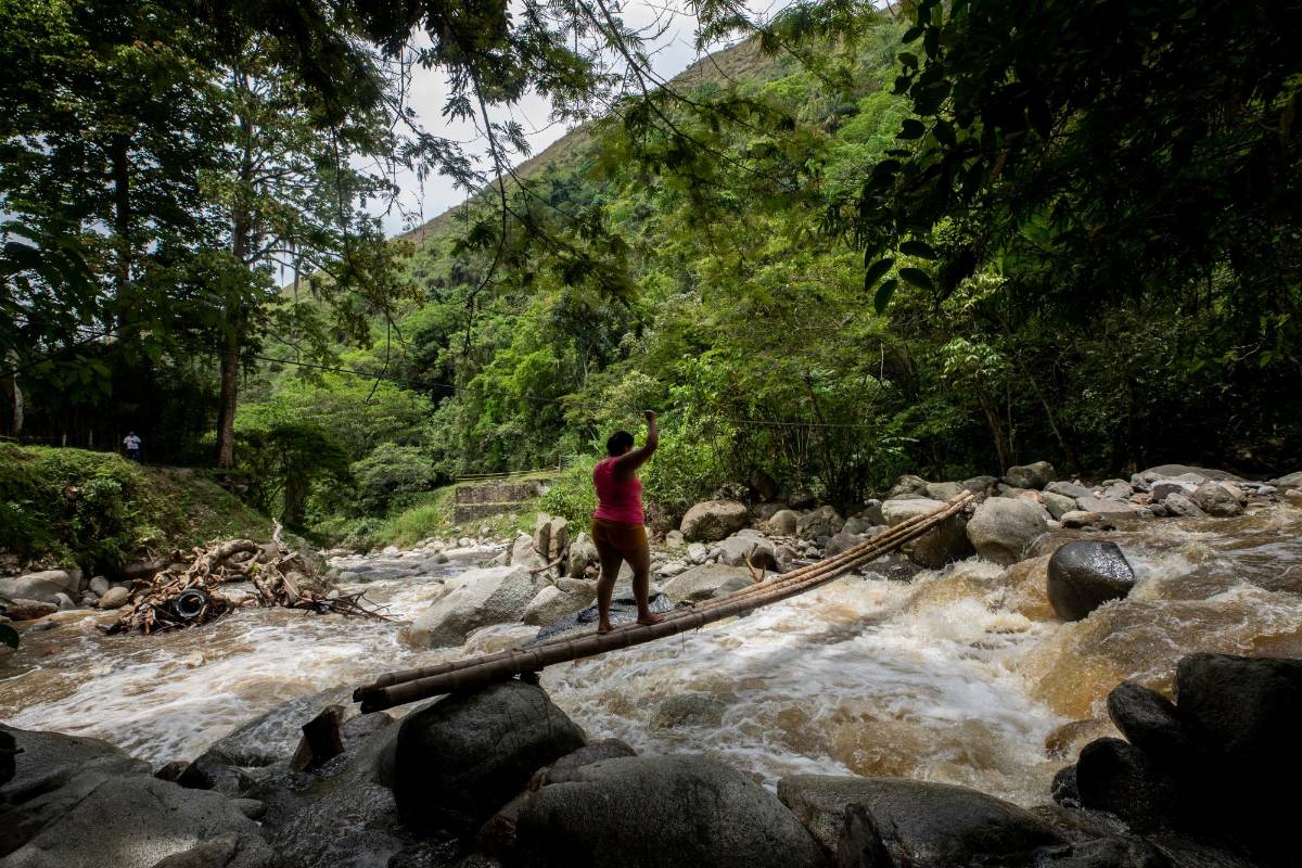 Ellos cruzan el río caudaloso con las manos agarradas de un cable y con los pies sobre unos palos de guadua húmedos y resbalosos. Foto: Camilo Suárez