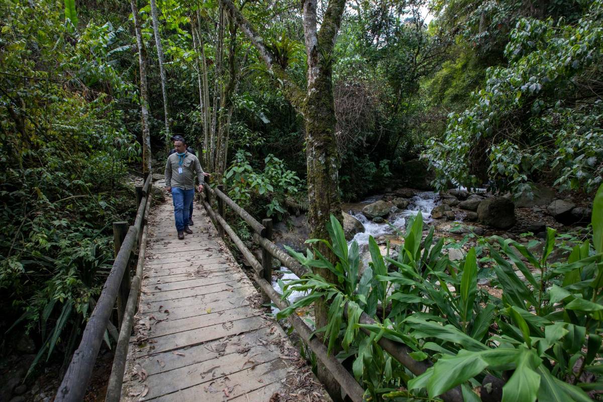 La reserva es un corredor de fauna entre el río Cauca y el Aburrá, por lo que su preservación es vital. Foto : Edwin Bustamante