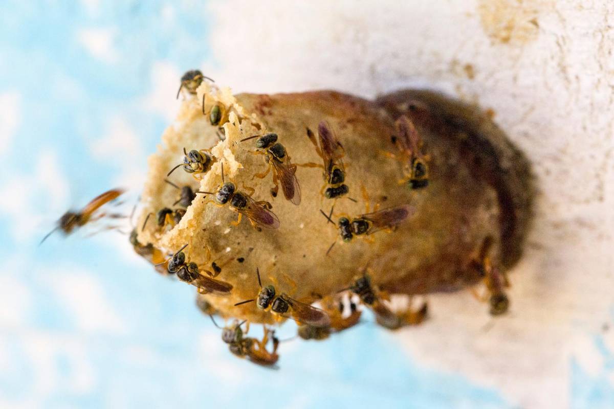 La Principal amenaza para las abejas y los insectos que polinizan el planeta es la pérdida de su hábitat por las malas prácticas de los humanos. Foto: Edwin Bustamante 