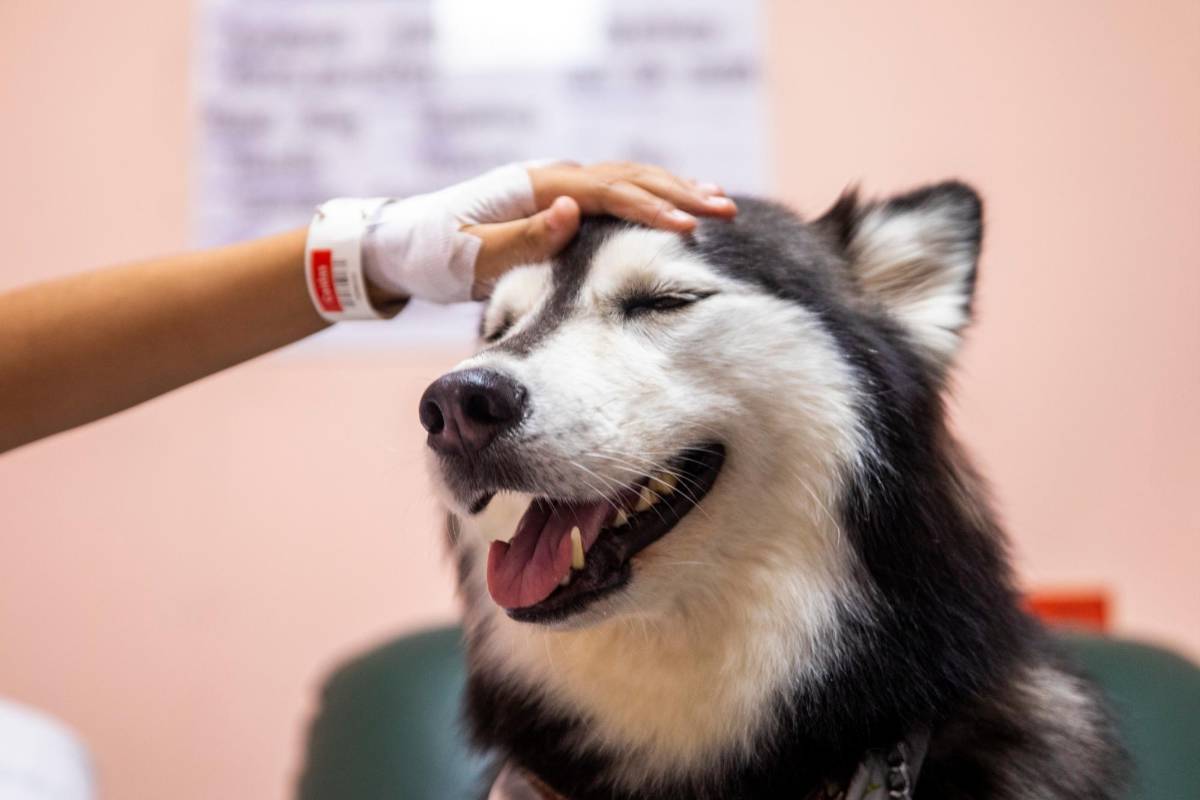 Los perritos alegraron la tarde de algunos pacientes que pudieron tener unos minutos para acariciarlos. Foto: Carlos Velásquez