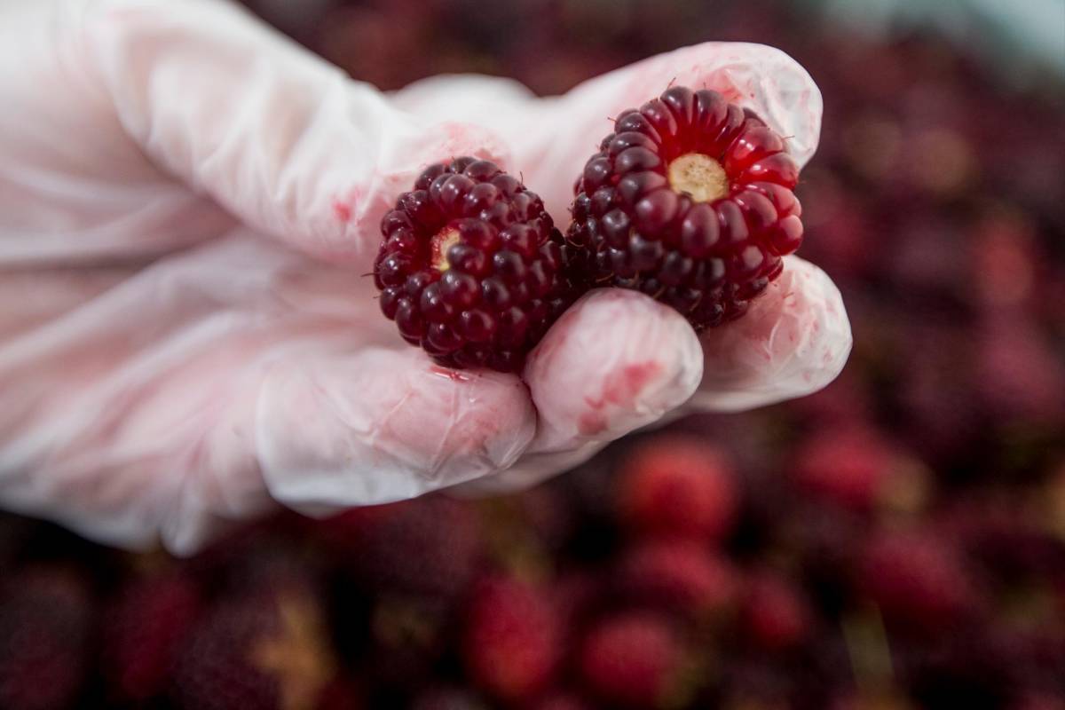 Pasaron varios años de investigación y de ir mejorando el producto, y luego de probarlo en repetidas ocasiones en la familia, lo convirtieron en un emprendimiento familiar. FOTOS JULIO CÉSAR HERRERA