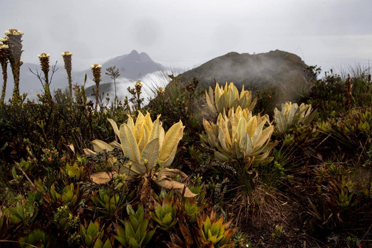 Cada miembro de esta biodiversidad juega un papel importante para el equilibrio de la naturaleza, se hace una la invitación a la conservación de los arrecifes que se han reducido a la mitad. FOTO ESTEBAN VANEGAS