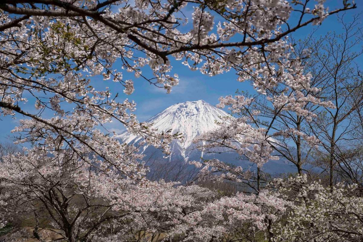 Los imponentes paisajes que rodean el monte Fuji; uno de los atractivos turísticos de este país. Foto: Getty