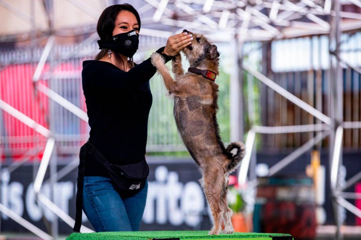 La ciudad acogió con terapia asistida con animales como política publica para recuperar pacientes en hospitales. Fotos: Manuel Saldarriaga