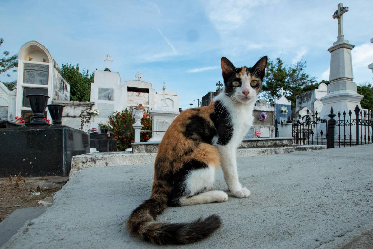 Los gatos de este cementerio que es muy visitado por los turistas posan ante el lente de las cámaras. FOTO. Jaime Pérez